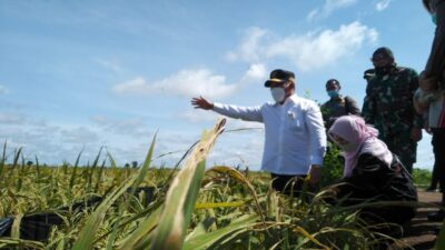 DPKP Kalsel Optimis Surplus Ketahanan Pangan Lampaui 1.560 Ton pada Tahun Ini