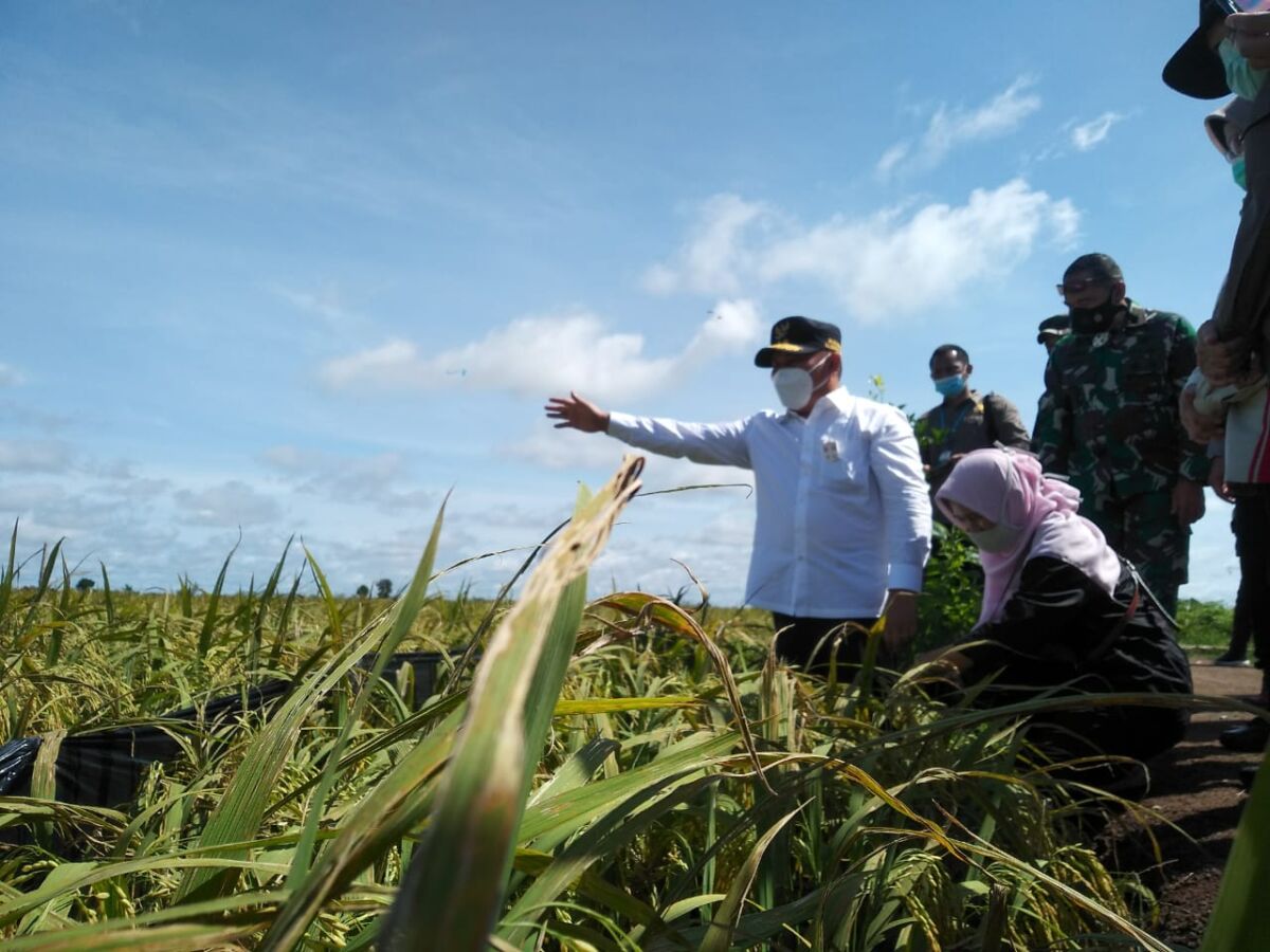 DPKP Kalsel Optimis Surplus Ketahanan Pangan Lampaui 1.560 Ton pada Tahun Ini