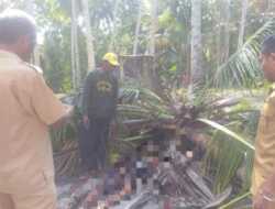 Seorang Remaja di Kupang Tewas Usai Tertimpa Pohon Kelapa