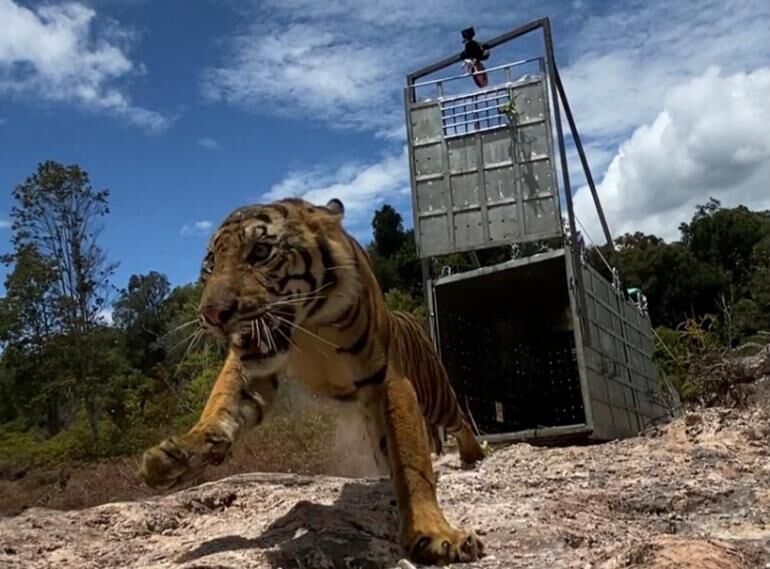 KLHK Lepasliarkan Harimau Sumatera di Habitat TN Gunung Leuser