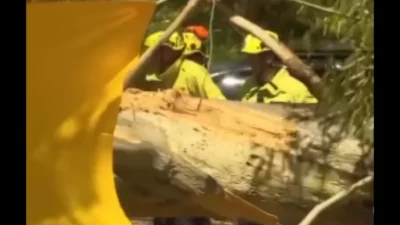 Sudin Pertamanan dan Hutan Jaksel Pangkas Pohon Agar Tak Tumbang Saat Hujan