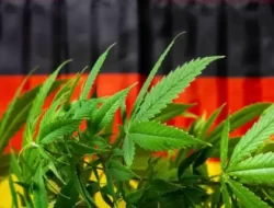 Polres Lumajang Temukan 10.000 Tanaman Ganja di Lereng Gunung Semeru