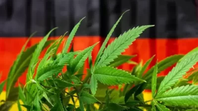 Polres Lumajang Temukan 10.000 Tanaman Ganja di Lereng Gunung Semeru