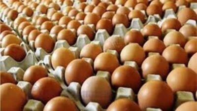 Bapanas Ingatkan Dampak Rendahnya Harga Telur di Tingkat Produsen