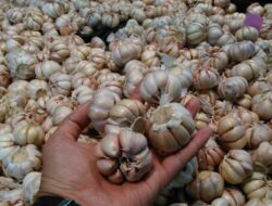 Kebijakan Bawang Putih Minta Dievaluasi Karena Harganya Terus Naik di Atas Acuan Pemerintah