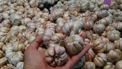 Bawang Putih, ID FOOD