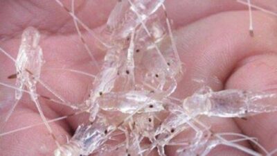 Mantap, Sudah Delapan Penyelundupan Benih Lobster Berhasil Digagalkan  Sampai Mei Ini