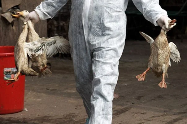 Australia Deteksi Kasus Pertama Flu Burung H5N1 Pada Manusia