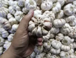 KSP Dorong Realisasi Impor Bawang Putih Dipercepat