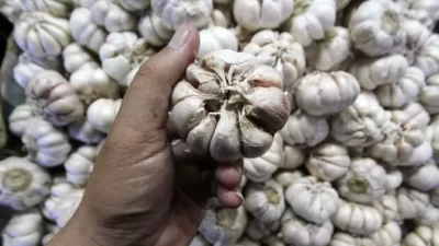 KSP Dorong Realisasi Impor Bawang Putih Dipercepat