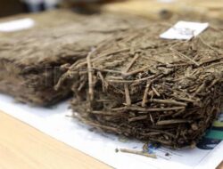 Polisi Bongkar Kasus Narkoba Jenis Ganja Seberat 73 Kilogram di Depok