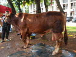 Baznas RI Bagikan 1.800 Paket Daging Kurban ke Wilayah Jabodetabek
