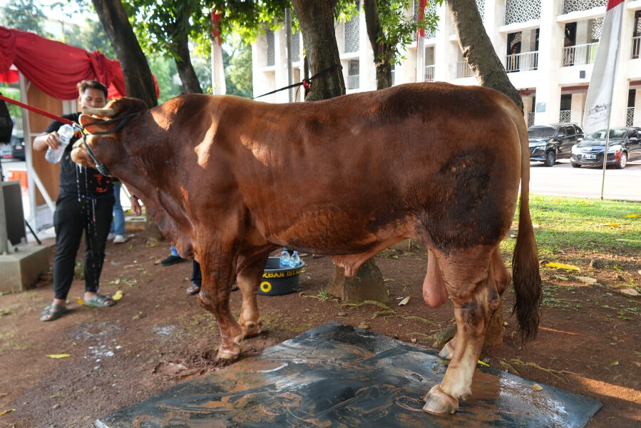 joko