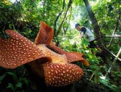 Satu Bunga Rafflesia Jenis Arnoldii Mekar di Batang Palupuh Agam