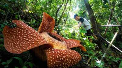 bunga rafflesia