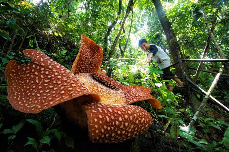 bunga rafflesia