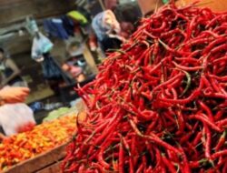Harga Cabai Merah Secara Nasional Masih di Bawah Batas HAP