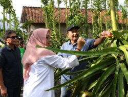 Kemenkop Tekankan Pentingnya Petani Buah Naga Tingkatkan Hilirisasi hingga Terbentuk Koperasi
