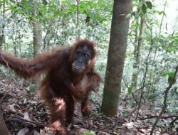 KSP Klaim Pembangunan IKN Nusantara Tak Ganggu Kehidupan Orang Utan