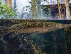 Ikan Aligator Gar Dilarang di Indonesia, Ini Bahaya yang Bakal Ditimbulkannya