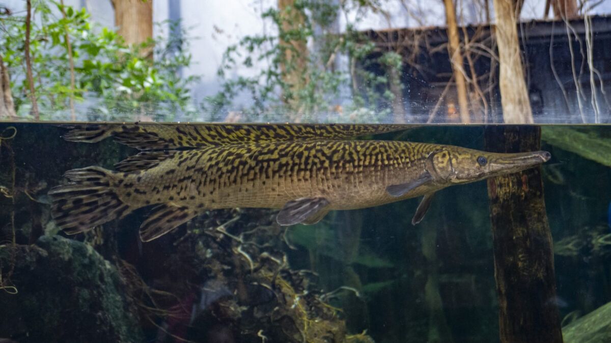 Ikan Aligator Gar Dilarang di Indonesia, Ini Bahaya yang Bakal Ditimbulkannya