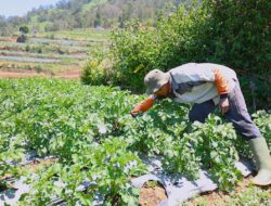Lewat Koperasi, LPDB Dongkrak Produktivitas Petani Kentang di Dieng