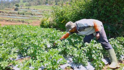 Lewat Koperasi, LPDB Dongkrak Produktivitas Petani Kentang di Dieng