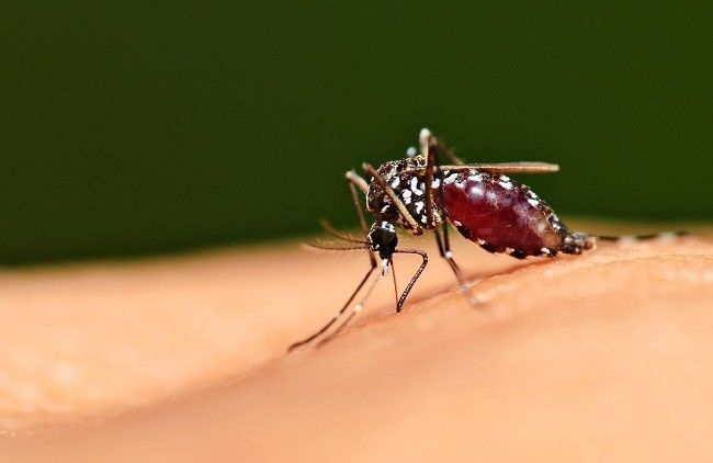 WHO Nyatakan Mesir sebagai Negara Bebas Malaria