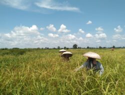 Pertumbuhan Sektor Pertanian Indonesia Tertinggi dalam 53 Tahun Terakhir