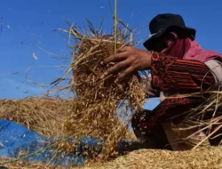 Petani di Karawang Disiapkan Asuransi Pertanian