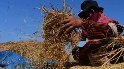 Tak Peduli Ramadan, Perum Bulog Pastikan Serap Beras Petani Secara Optimal