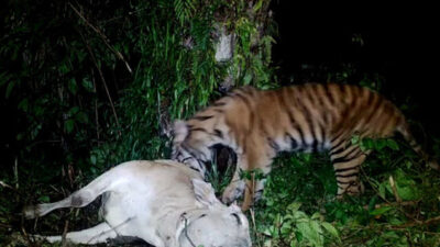 Harimau Memangsa Dua Ekor Sapi Milik Warga Aceh Timur