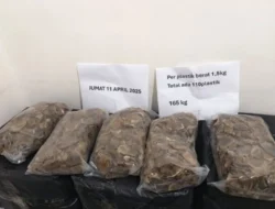 Kemenhut Gagalkan Perdagangan 12,27 Kg Sisik Trenggiling di Kalsel