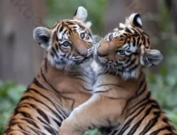 Titiek Soeharto Merasa Bangga Beri Nama Sepasang Bayi Harimau Sumatera di TMSBK