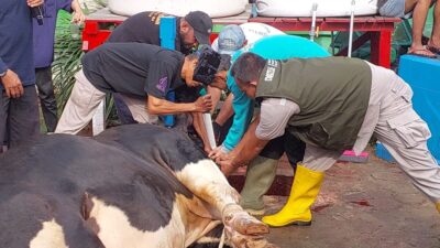Kemenag Bantah Menag Nasaruddin Umar Larang Sembelih Hewan Kurban