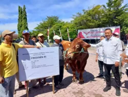Kementan Klaim Awasi Seluruh Distribusi dan Penyembelihan Sapi Kurban Prabowo