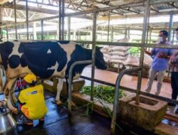 Kementan Buka Investasi Peternakan Sapi Perah di Poso Demi Tingkatkan Produksi Susu Nasional