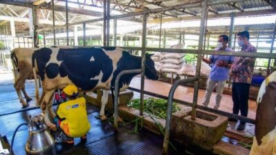 Kementan Buka Investasi Peternakan Sapi Perah di Poso Demi Tingkatkan Produksi Susu Nasional