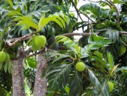 Sakti! Buah Asli RI Disebut Bisa Atasi Krisis Pangan, Diburu Orang Eropa