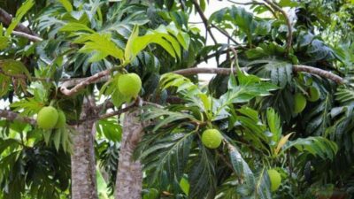 Pohon buah sukun