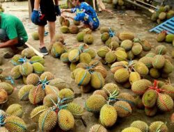 Konflik Durian RI–Malaysia, Zulhas Tegaskan Nusantara Punya Hak Lebih Kuat