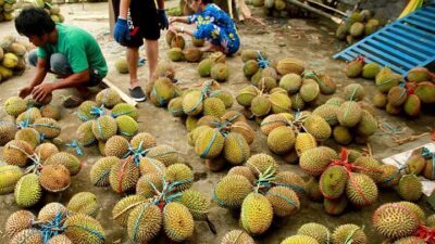 Konflik Durian RI–Malaysia, Zulhas Tegaskan Nusantara Punya Hak Lebih Kuat