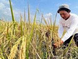 KTNA: Lonjakan NTP Bukti Nyata Keberhasilan Dukungan Pemerintah untuk Petani