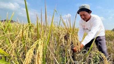 KTNA: Lonjakan NTP Bukti Nyata Keberhasilan Dukungan Pemerintah untuk Petani