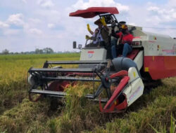 Panen Raya di Ngawi, Bulog Optimistis Serap 4 Juta Ton Beras Petani
