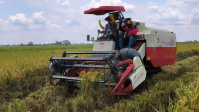 Panen Raya di Ngawi, Bulog Optimistis Serap 4 Juta Ton Beras Petani