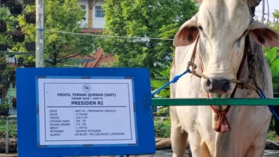 Borong 1.098 Sapi Jumbo untuk Kurban, Prabowo Pakai APBN Rp100 Miliar