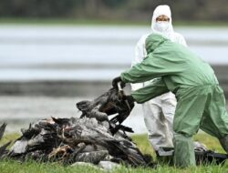 Flu Burung H5 Terdeteksi di Australia, Kini Menjangkau Semua Benua
