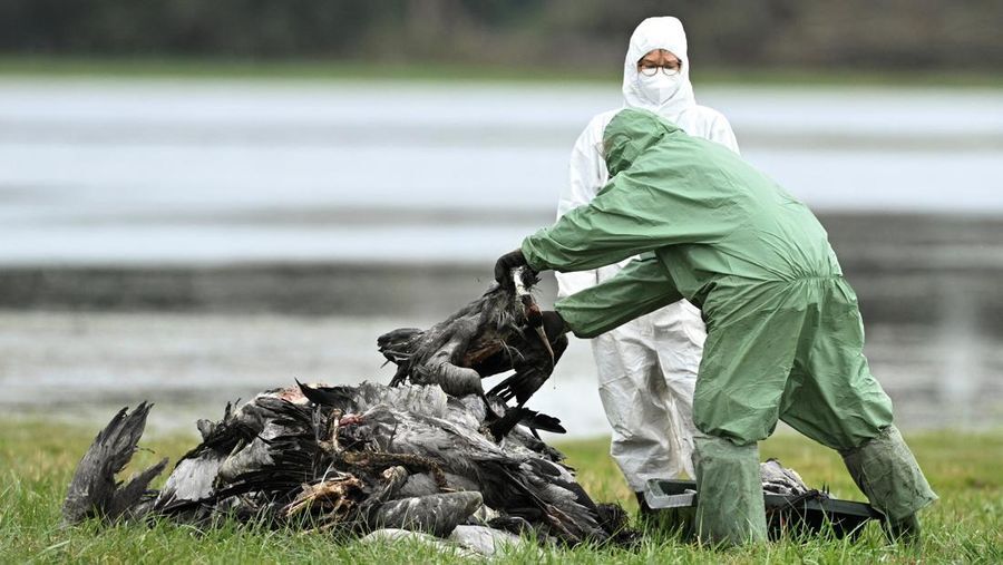 Flu Burung H5 Terdeteksi di Australia, Kini Menjangkau Semua Benua