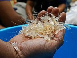Ditpolairud Polda Metro Jaya Bongkar Penyelundupan Ratusan Ribu Benih Lobster Asal Bogor